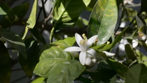 Orange tree flowers in the sun close up Vidéo 150703971