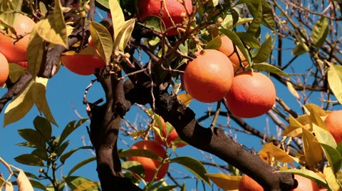 Orange tree, food Stock-Footage 29163681