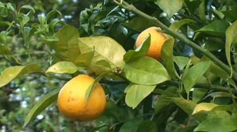 Orange tree Video stock 118145