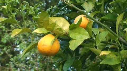 Orange tree Stock Footage 124499