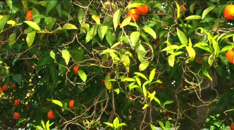 Orange tree Stock Footage 316140