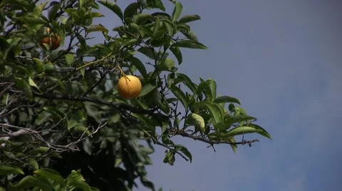 Orange on tree Stock Footage 1067590