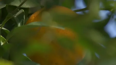Orange tree 스톡 동영상 10723094