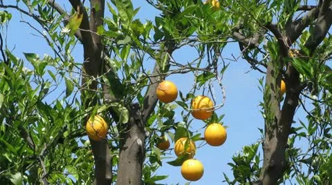 Orange Tree Stock-Footage 11238383