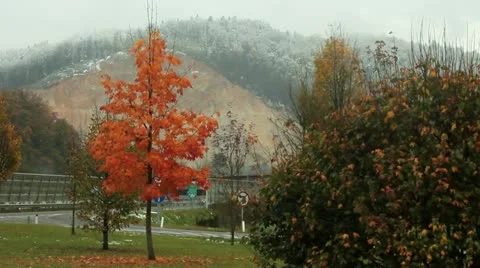 Orange tree Video stock 18957683