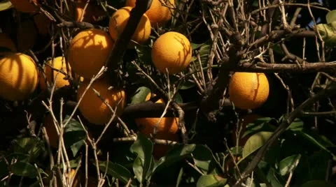 Orange tree Stock Footage 20511112
