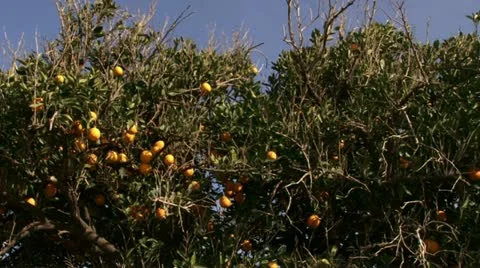 Orange tree Stock Footage 20511126
