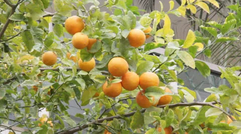 Orange tree Stock Footage 22746816