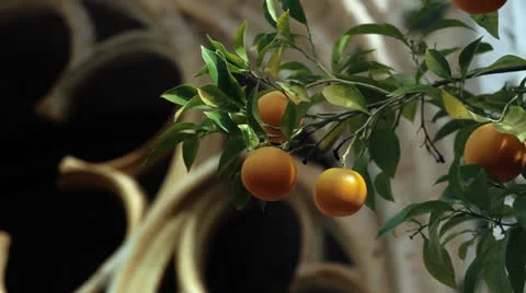 Orange tree Stock Footage 22772527
