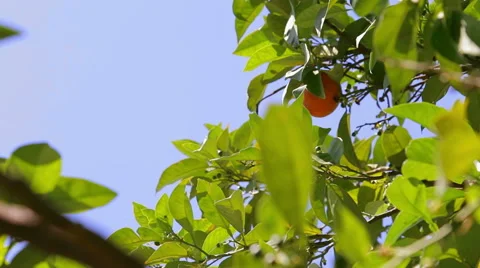 Orange tree. Stock Footage 49471291