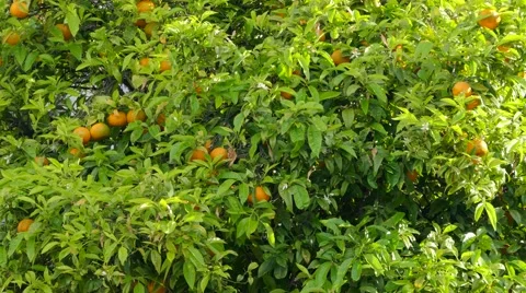 Orange tree Stock Footage 63628972