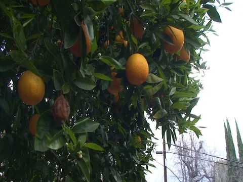Orange Tree Stock Footage 77265030