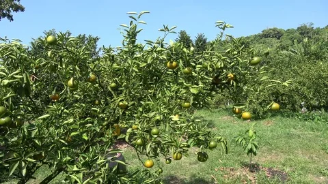 Orange tree Stock Footage 83061742