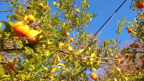 Orange tree Stock Footage 89577749