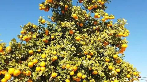 Orange Tree Stock-Footage 100587363