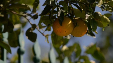 Orange tree Stock Footage 121090691