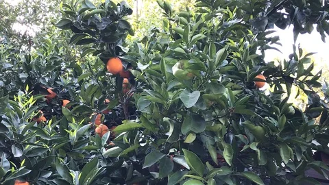 Orange Tree Stock Footage 127674713