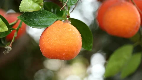 Orange tree Stock Footage 167555076