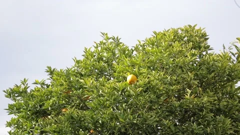Orange tree Stock Footage 237138478