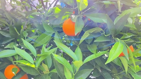 Orange on the tree Stock Footage 239170328