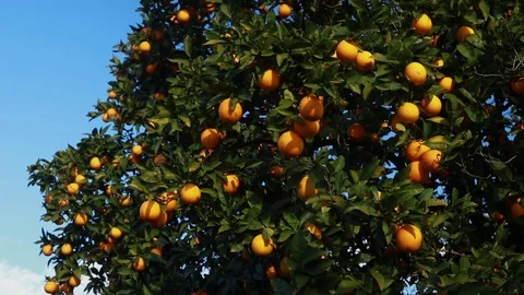 Orange tree with fresh oranges. Stock Footage 103151969