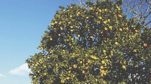 Orange tree with fresh oranges. Stock Footage 103152968