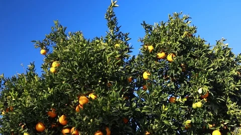 Orange tree with fresh oranges. Stock Footage 103153105