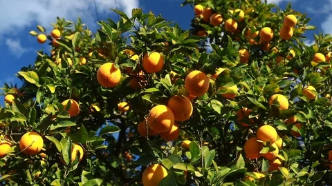 Orange tree with fresh oranges. Stock Footage 103153515