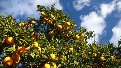 Orange tree with fresh oranges. Stock Footage 103153585