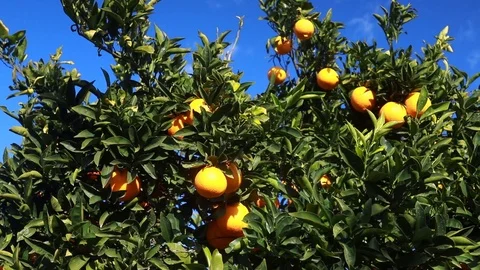 Orange tree with fresh oranges 스톡 동영상 103153697