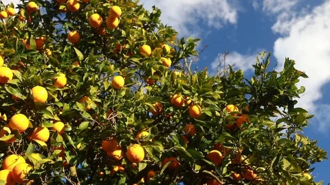 Orange tree with fresh oranges. Stock Footage 103153728