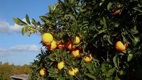 Orange tree with fresh oranges Stock Footage 103153806