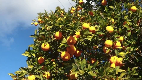 Orange tree with fresh oranges. 스톡 동영상 103153996