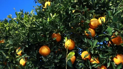 Orange tree with fresh oranges. Stock Footage 103154143