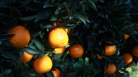 Orange tree with fresh oranges. 스톡 동영상 103154187