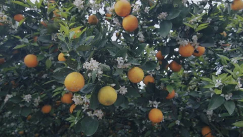 Orange Tree With A Fruit and flower, Sichuan, China Stock Footage 141761220