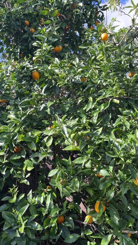 Orange Tree with Fruit Stock Footage 268332165