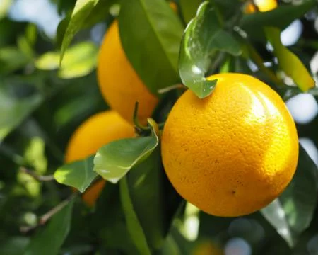 Orange Tree Fruit Foto stock