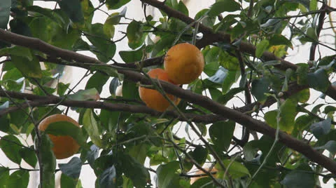 Orange tree with fruits Stock Footage 22925869