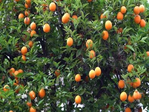 Orange tree with fruits Stock Footage 76823780