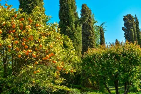 Orange tree with fruits Stock Photos