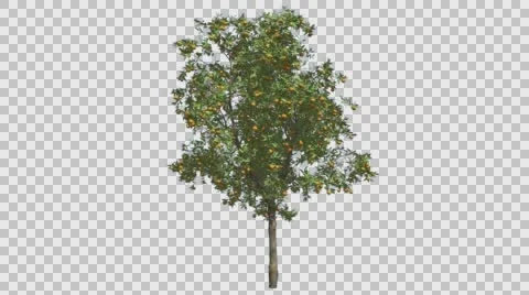 Orange Tree Fruits Small Thin Tree Cut of Chroma Key Tree on Alfa Channel Tree Stock Footage 56422948