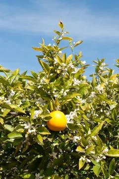 An Orange Tree in Full Spring Blossom Stock Photos