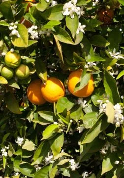 An Orange Tree in Full Spring Blossom Stock Photos