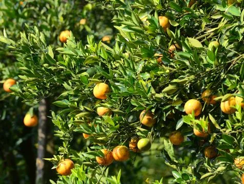 Orange tree in garden Foto stock