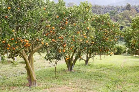 Orange tree garden Stock Photos