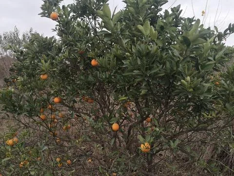The orange tree in the garden Stock Photos