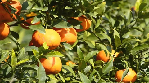 Orange on tree in garden plant Stock Footage 36304568