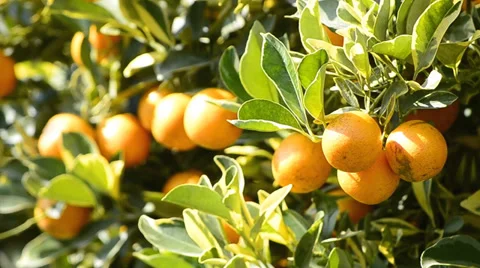 Orange on tree in garden plant Stock Footage 36309281