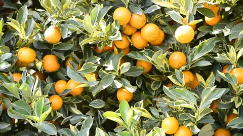 Orange on tree in garden plant (pan shot) Stock Footage 36307699